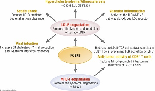 By modulating the trafficking of key secretory proteins, PCSK9 is implicated in the regulation of major diseases. Secreted PCSK9 shortens the half-life of cell surface receptors, such as LDLR and MHC-I, by escorting them into the lysosomal pathway. The functional consequences of PCSK9 activity in different diseases is indicated.