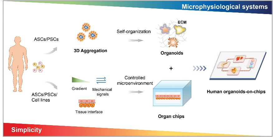 Schematic of engineered organoids-on-chips by combining organs-on-chips (organ chips) and organoids.