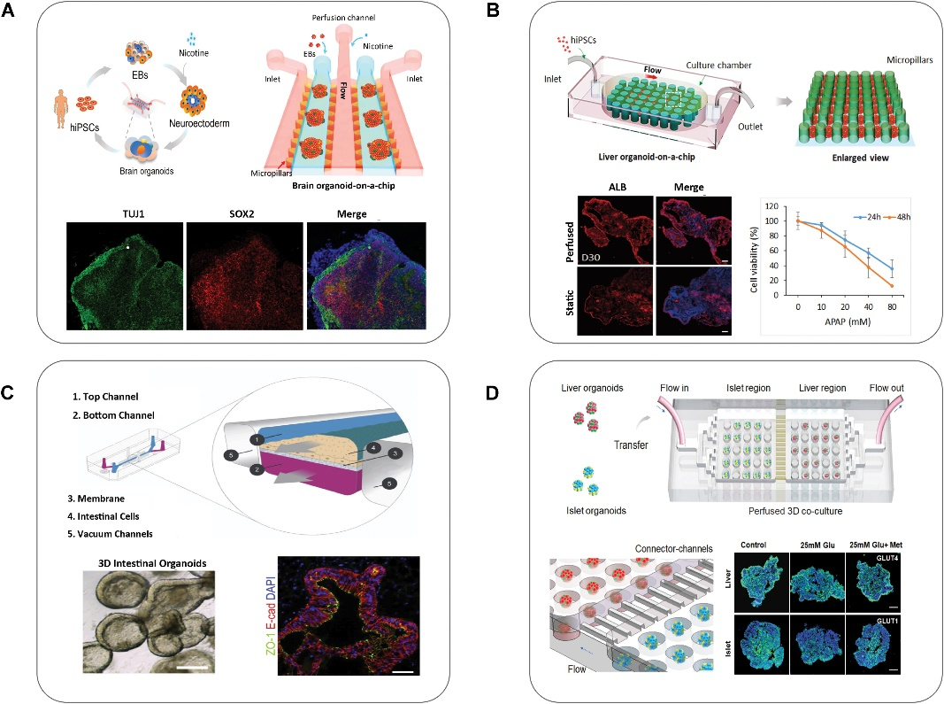 Representative types and functions of organoids-on-chips.
